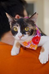 Jojo - Domestic Short Hair Cat