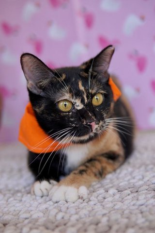 Coco - Domestic Short Hair Cat