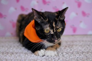 Coco - Domestic Short Hair Cat