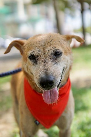 Scooby - Mixed Breed Dog