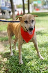 Scooby - Mixed Breed Dog