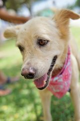 Botanic - Mixed Breed Dog