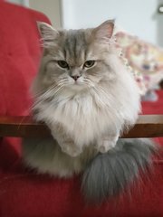 Belle - Persian + Maine Coon Cat