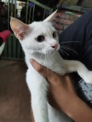 Snowy - Domestic Short Hair Cat