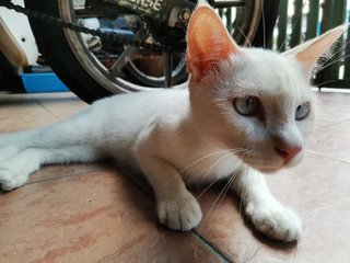 Snowy - Domestic Short Hair Cat