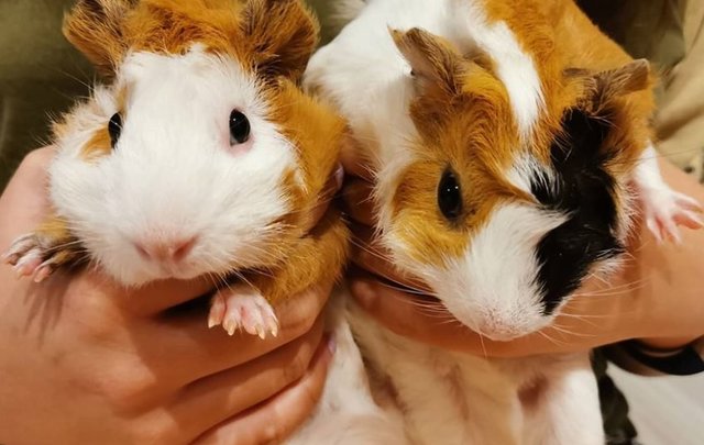 Custard &amp; Oreo - Guinea Pig Small & Furry