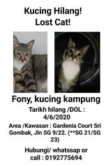 Fony - Domestic Short Hair Cat