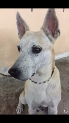 Fabby - Basenji Dog