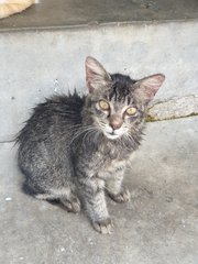 Grey Kitten For Adoption - Domestic Medium Hair Cat