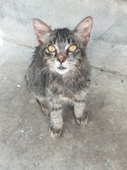 Grey Kitten For Adoption - Domestic Medium Hair Cat