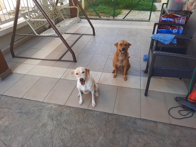 Cotton (White) And Fifi (Brown) - Mixed Breed Dog