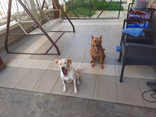 Cotton (White) And Fifi (Brown) - Mixed Breed Dog