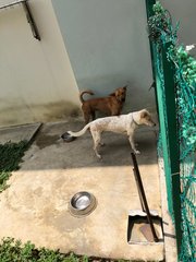 Cotton (White) And Fifi (Brown) - Mixed Breed Dog