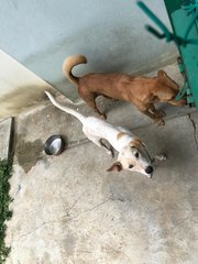 Cotton (White) And Fifi (Brown) - Mixed Breed Dog