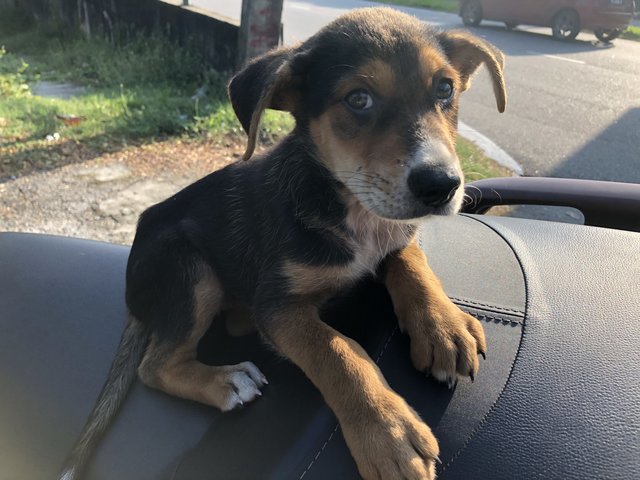 Adorable  - Mixed Breed Dog