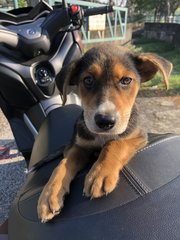 Adorable  - Mixed Breed Dog