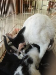 (Urgent!) Nera &amp; 4 Babies  - Domestic Short Hair Cat