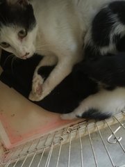 (Urgent!) Nera &amp; 4 Babies  - Domestic Short Hair Cat