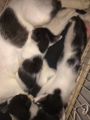 (Urgent!) Nera &amp; 4 Babies  - Domestic Short Hair Cat