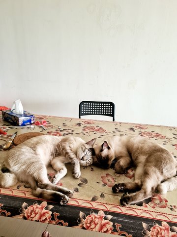 Snow Ball And Rice Ball  - Siamese Cat