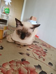 Snow Ball And Rice Ball  - Siamese Cat