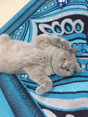 Lexi - British Shorthair Cat