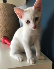 Frosty - Domestic Short Hair Cat