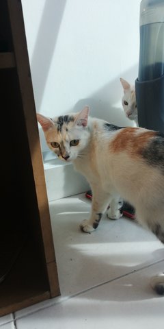 Princess - Dilute Calico + Calico Cat