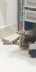 Tabitha - Domestic Short Hair + Tabby Cat