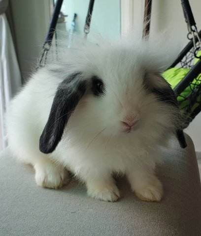 Bossy - Lionhead + Lop Eared Rabbit