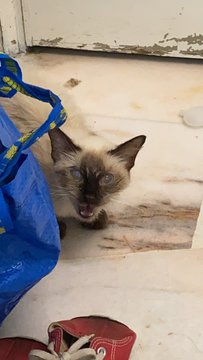 Sophia  - Siamese + Ragdoll Cat