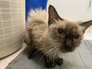 Sophia  - Siamese + Ragdoll Cat