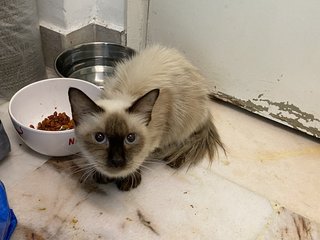 Sophia  - Siamese + Ragdoll Cat