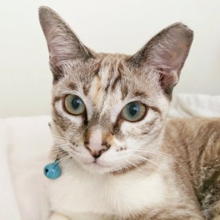 Lucy - Domestic Short Hair Cat