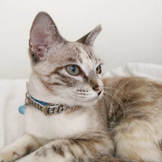 Lucy - Domestic Short Hair Cat