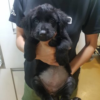 7 Babies  - Mixed Breed Dog