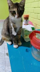 Montel Si Momot - Domestic Short Hair Cat