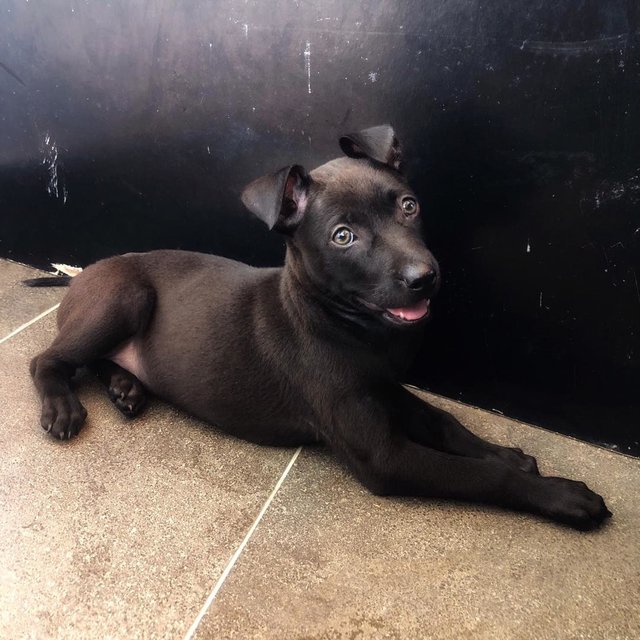 Black Panther - Mixed Breed Dog