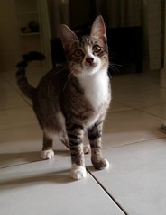 Kittens - Domestic Short Hair Cat