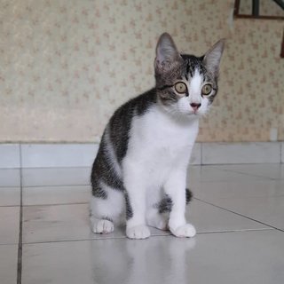 Kittens - Domestic Short Hair Cat