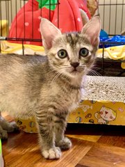 Savannah &amp; Desert Rose - Domestic Short Hair Cat