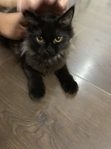 Chanel - Persian Cat