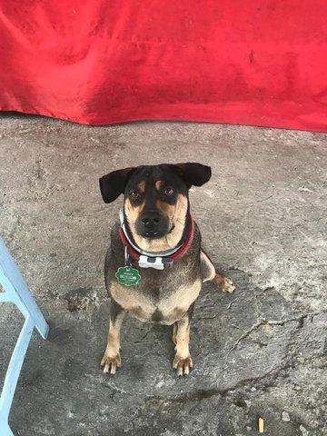 Xo - Shar Pei Mix Dog