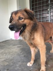 Boxer Boy - Golden Retriever Mix Dog