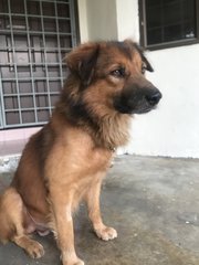 Boxer Boy - Golden Retriever Mix Dog