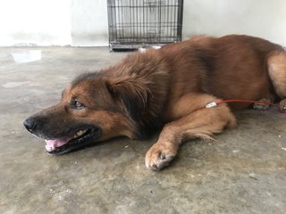 Boxer Boy - Golden Retriever Mix Dog