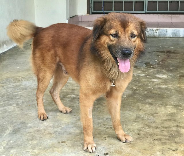 Boxer Boy - Golden Retriever Mix Dog