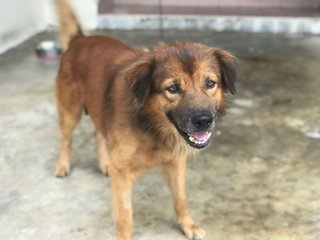 Boxer Boy - Golden Retriever Mix Dog