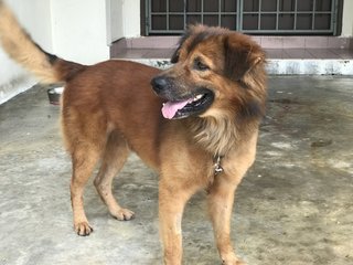 Boxer Boy - Golden Retriever Mix Dog