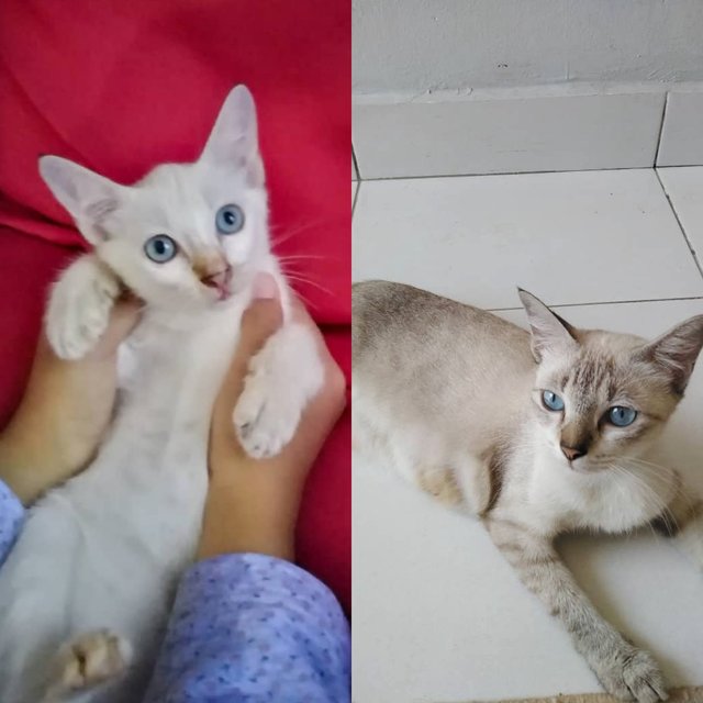 Blue Eyed Kitten And Mummy Cat - Siamese Cat